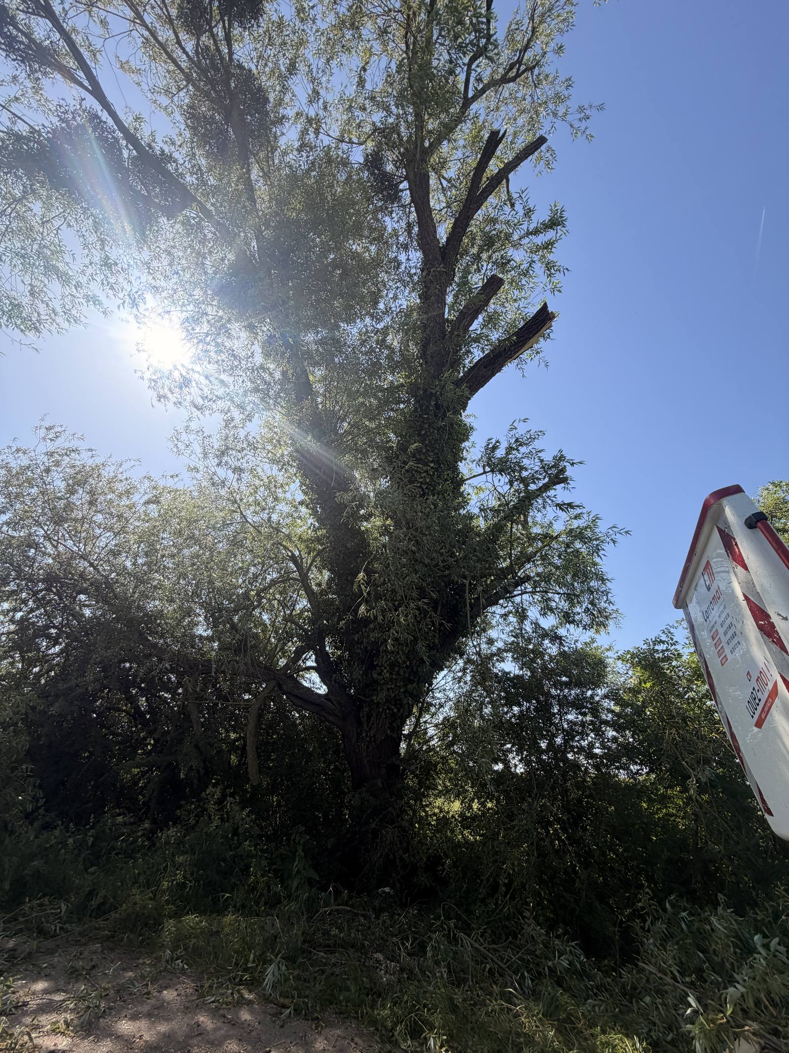 Élagage arbre dangereux