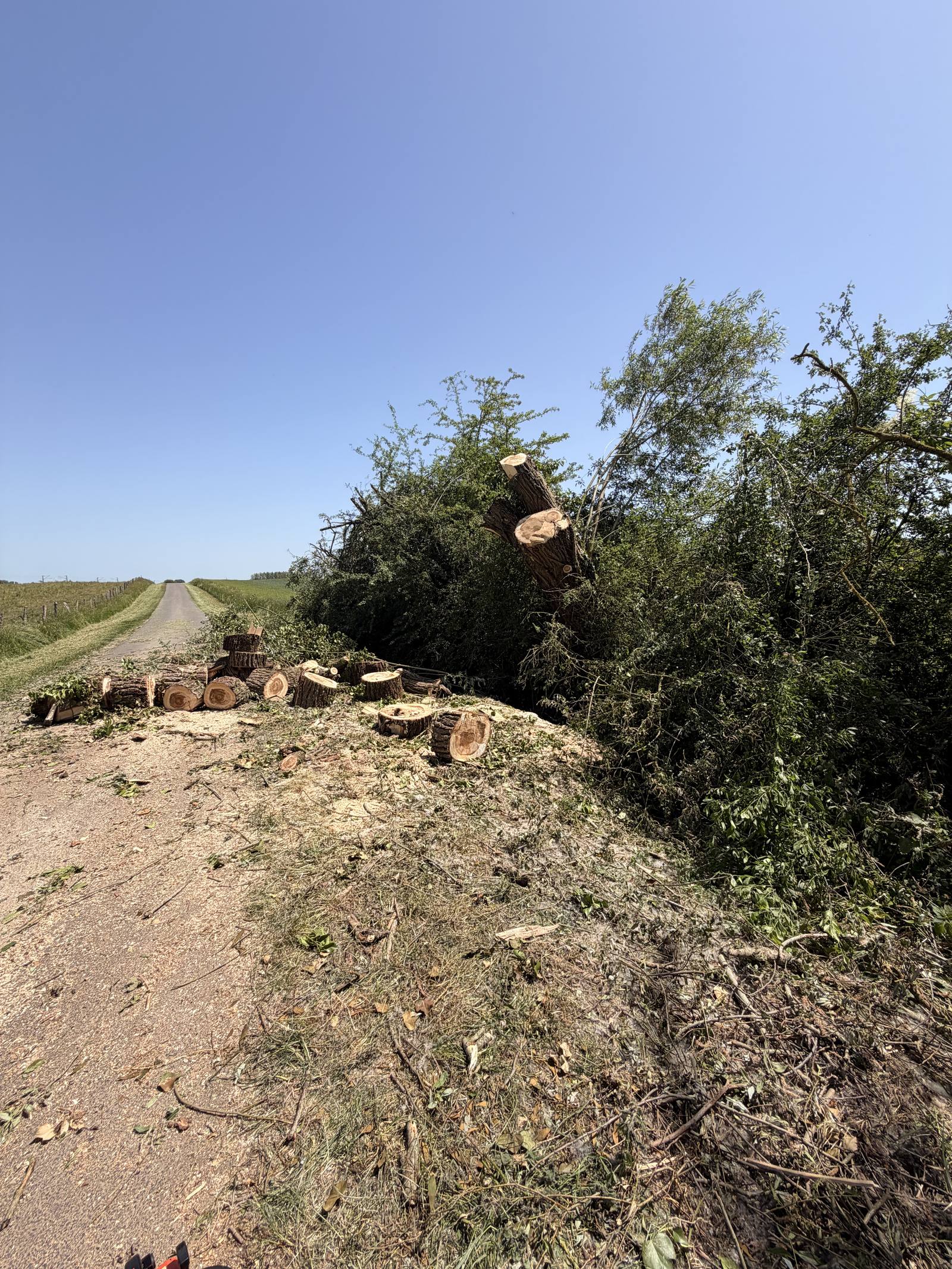 Abattage arbre débitage bois
